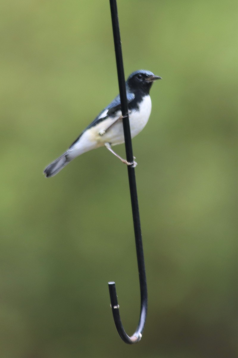 Black-throated Blue Warbler - Margaret Viens