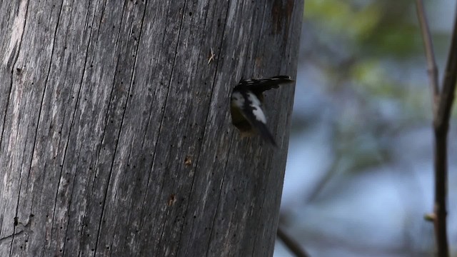 Yellow-bellied Sapsucker - ML483835