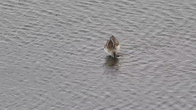 Küçük Kumkuşu - ML483836221