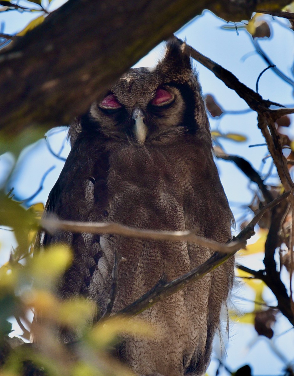 Verreaux's Eagle-Owl - Barbara Maytom