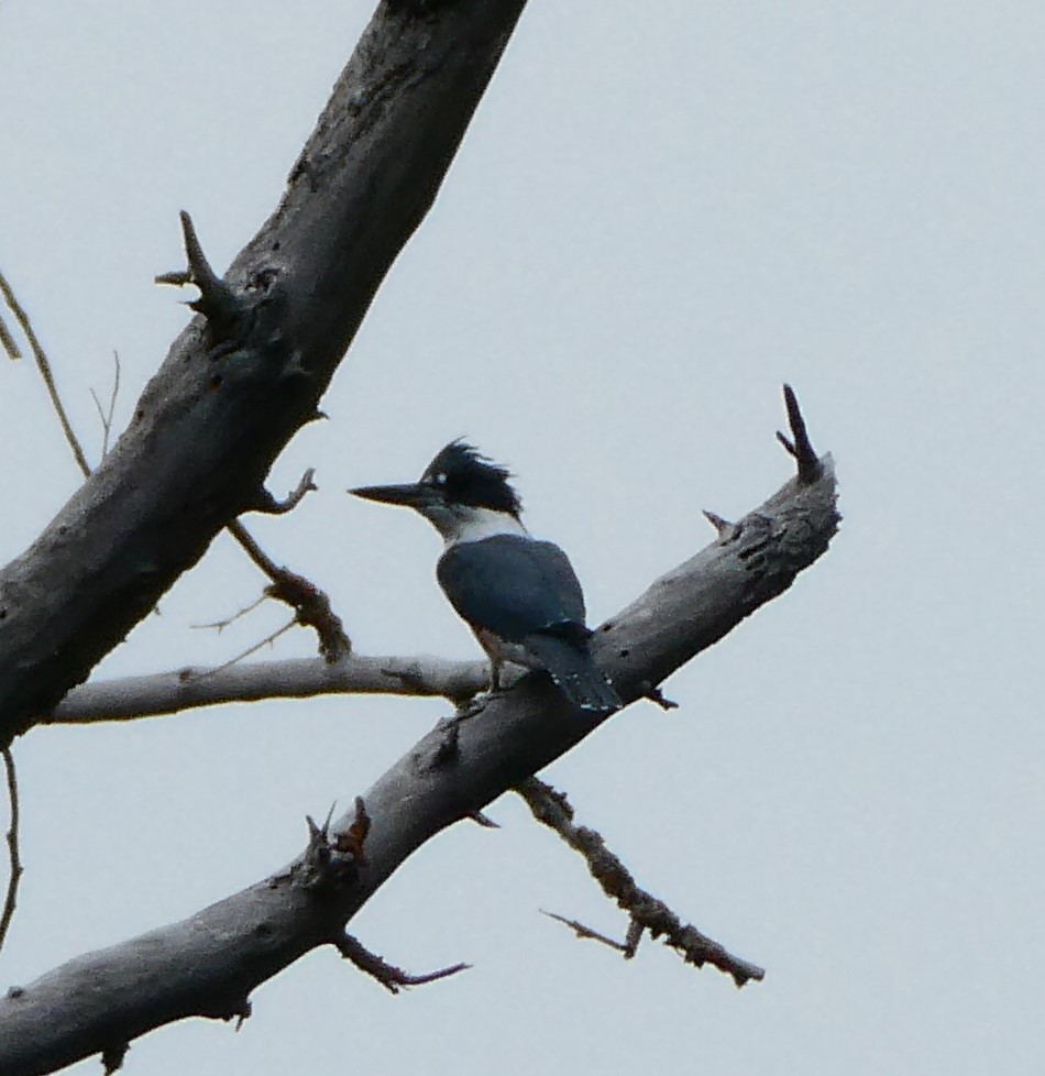 Belted Kingfisher - Lori Bellis