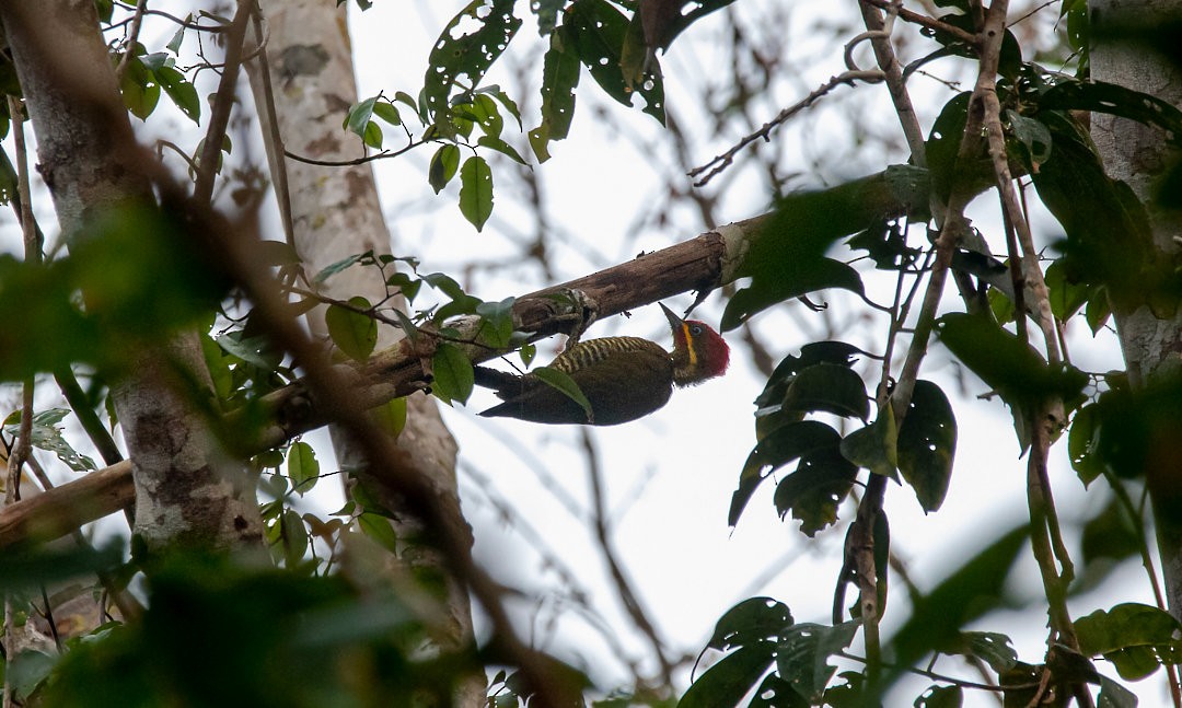 datel zlatozelený (ssp. capistratus) - ML483837391