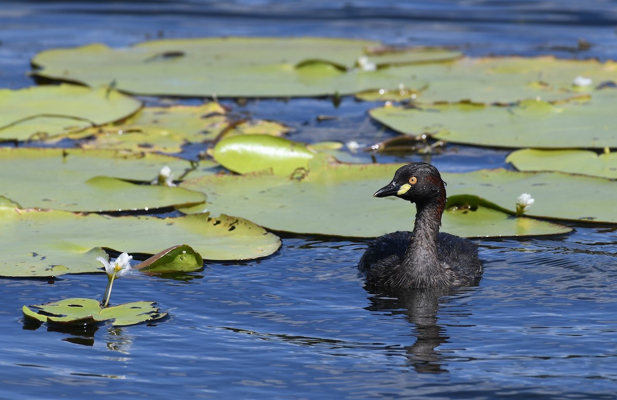 Australasian Grebe - ML48383811