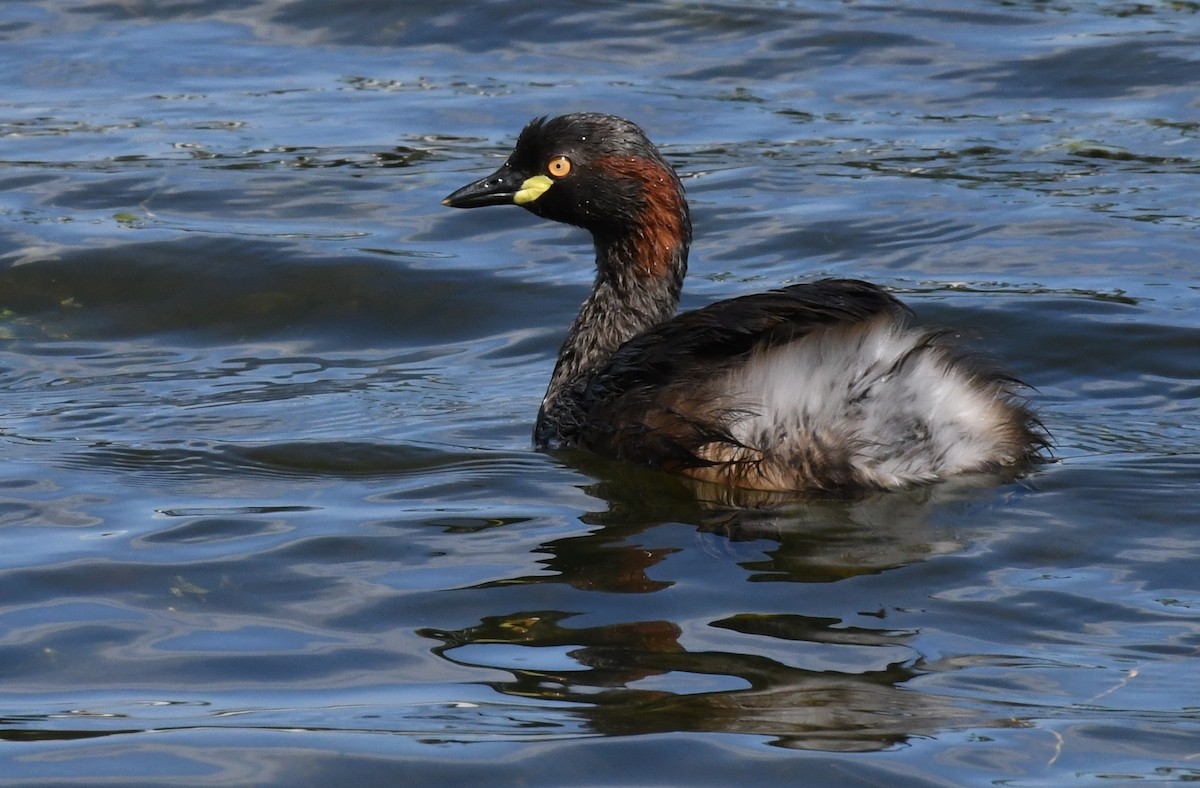 Australasian Grebe - ML48383821