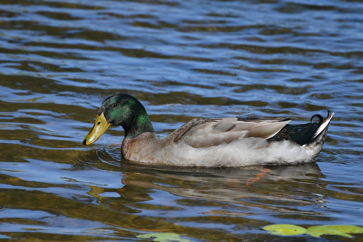 Mallard (Domestic type) - ML48383861