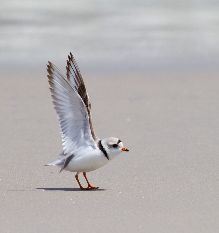 Piping Plover - ML483838661