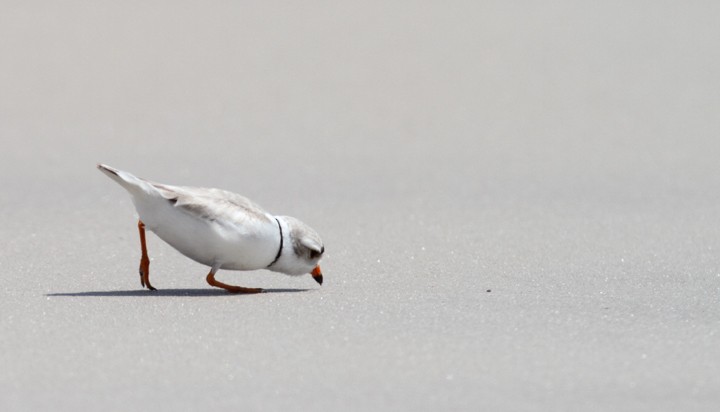 Piping Plover - ML483838671