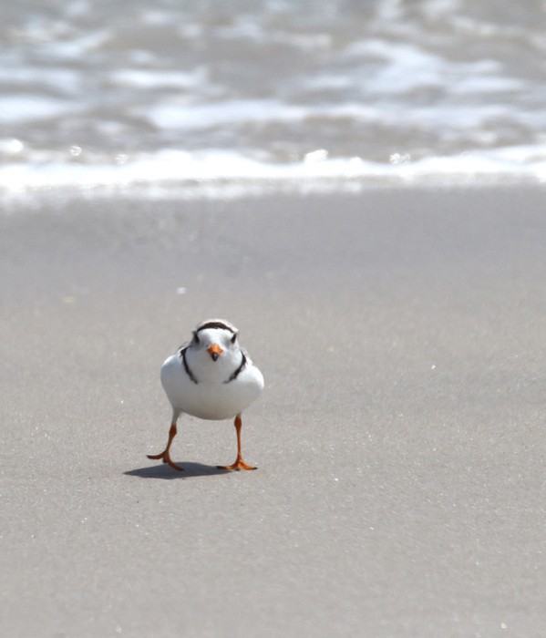 Piping Plover - ML483838681