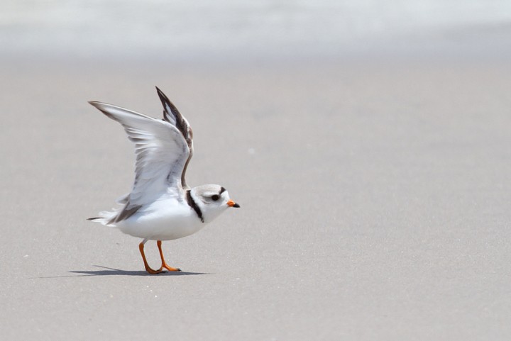 Piping Plover - ML483838691