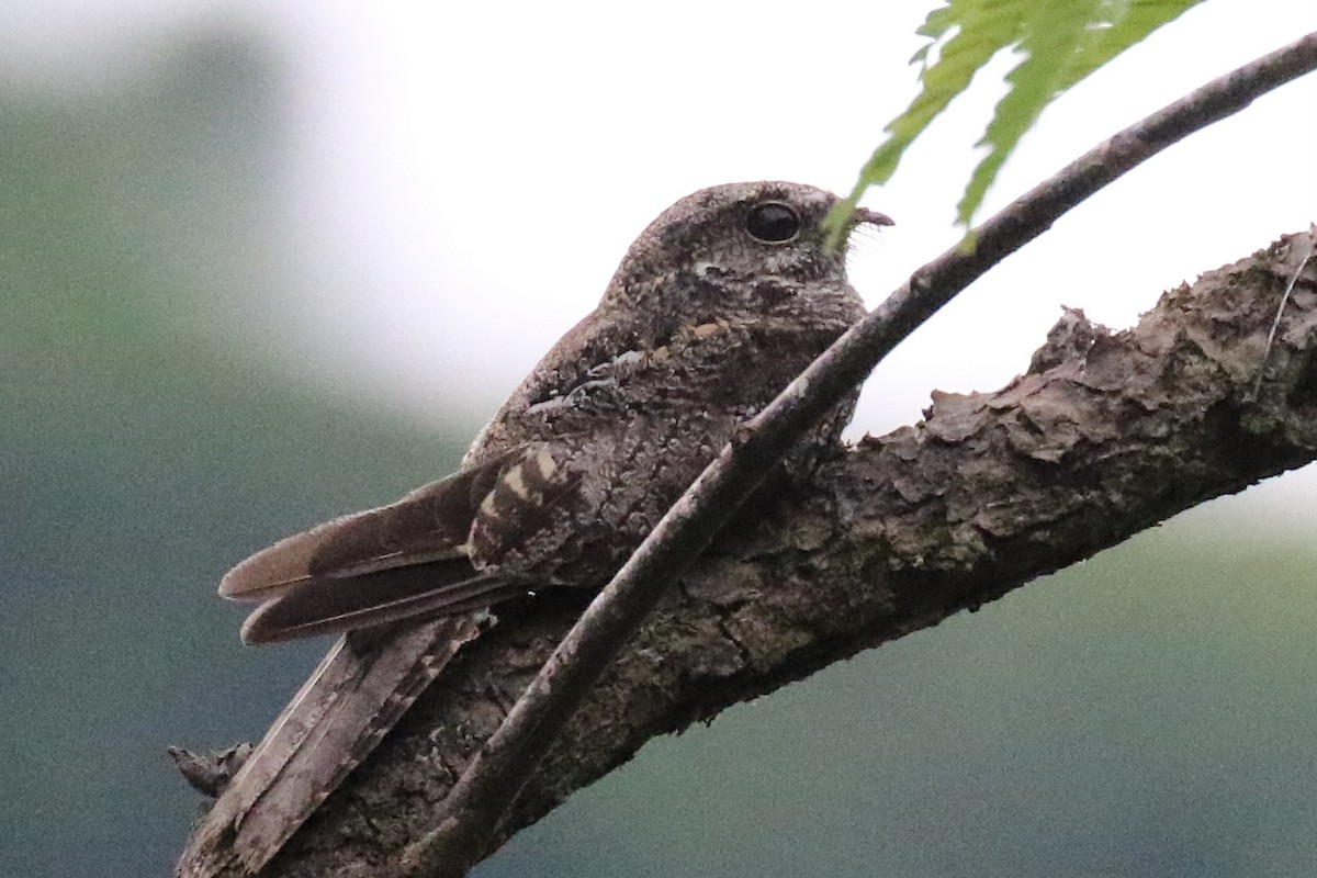 Ladder-tailed Nightjar - ML483838731