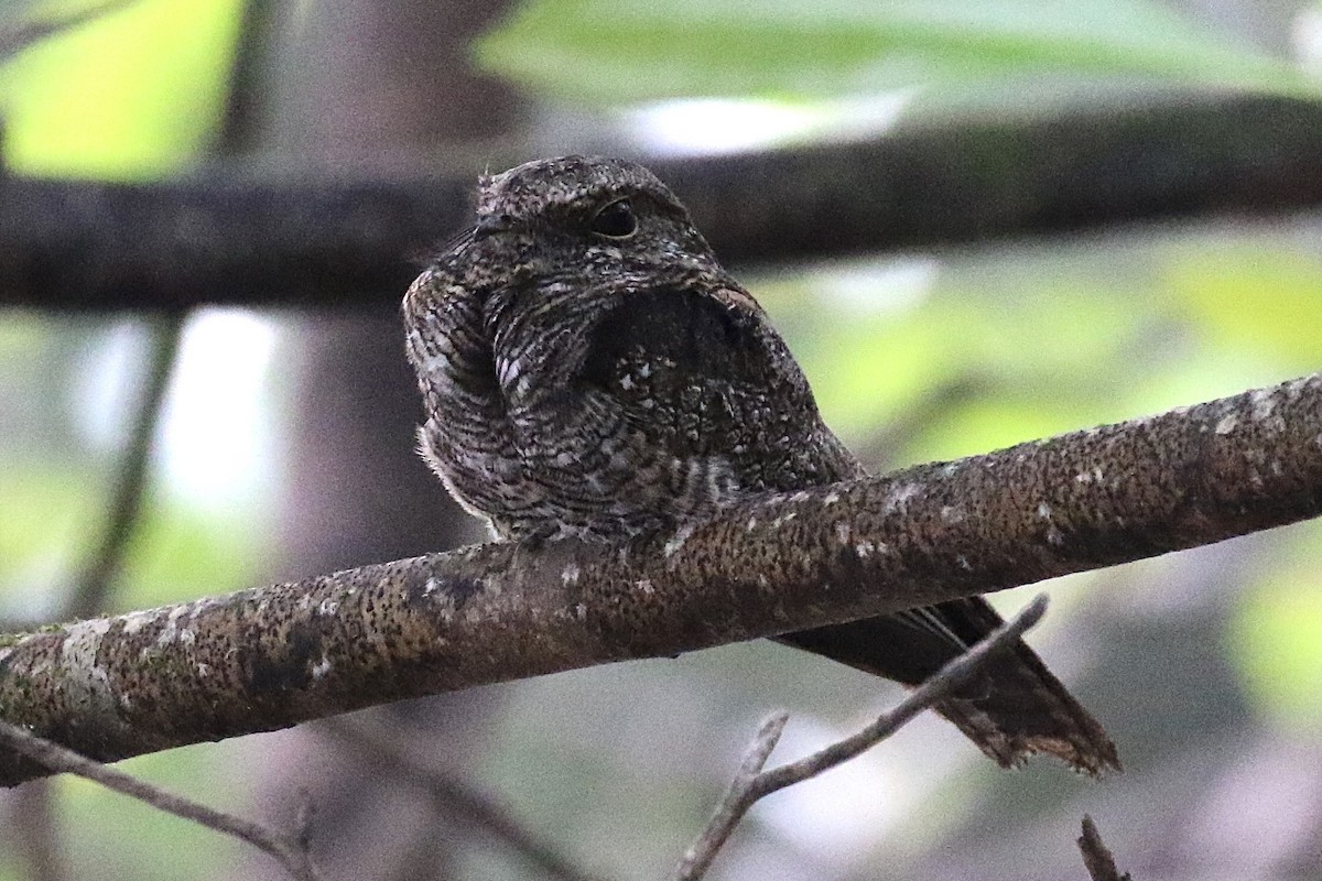 Ladder-tailed Nightjar - ML483838751