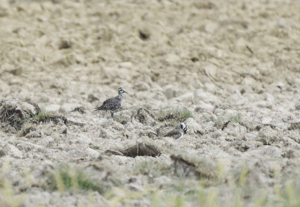 American Golden-Plover - ML483838761