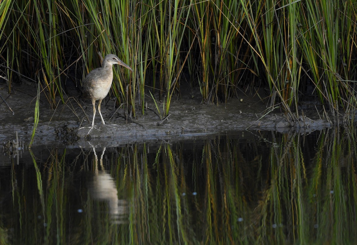 Clapper Rail - ML483838931