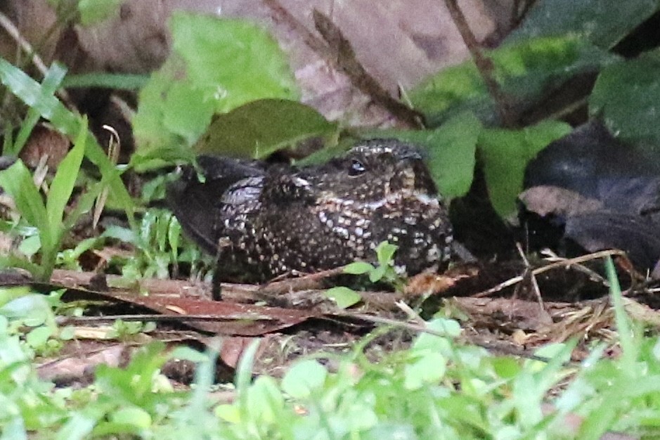 Blackish Nightjar - ML483839341