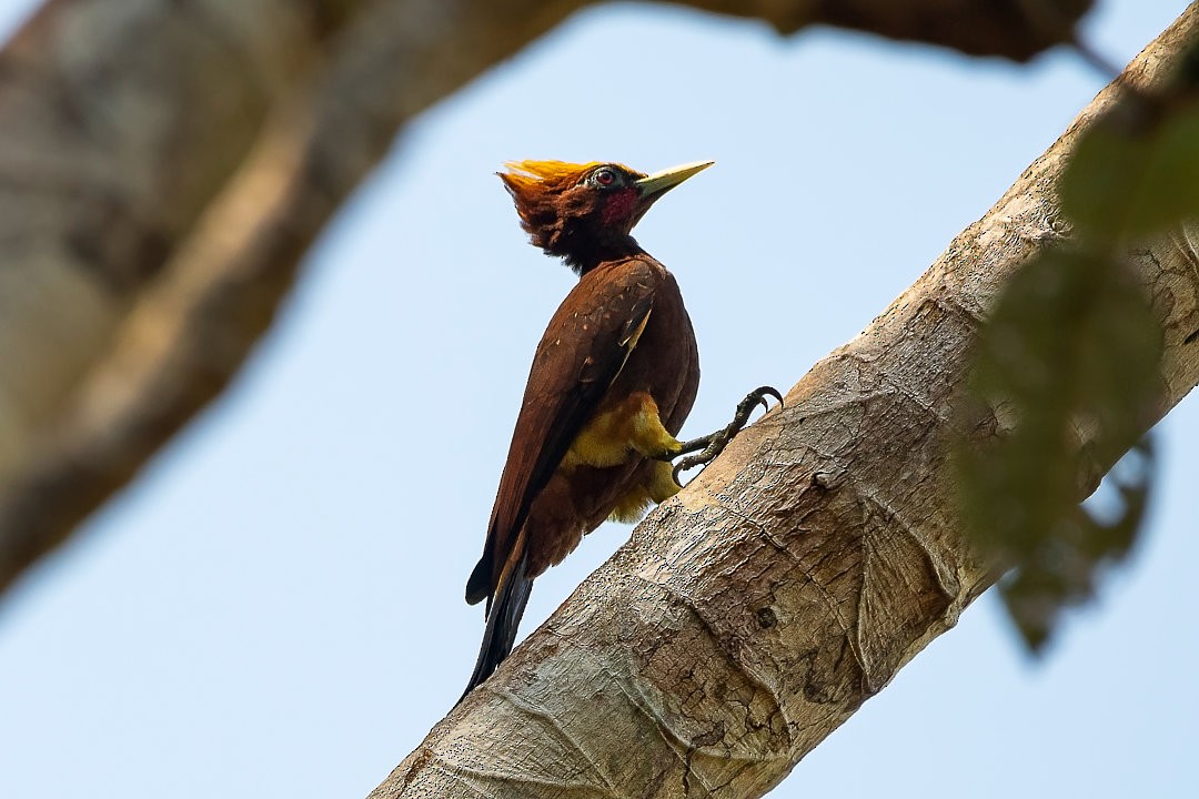 Chestnut Woodpecker - ML483839471