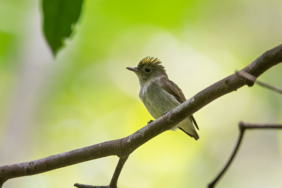 Tiny Tyrant-Manakin - ML483839931