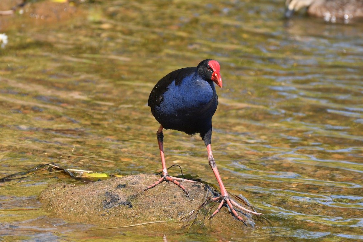 Australasian Swamphen - ML48384011