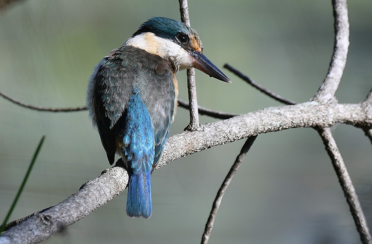 Sacred Kingfisher - ML48384041