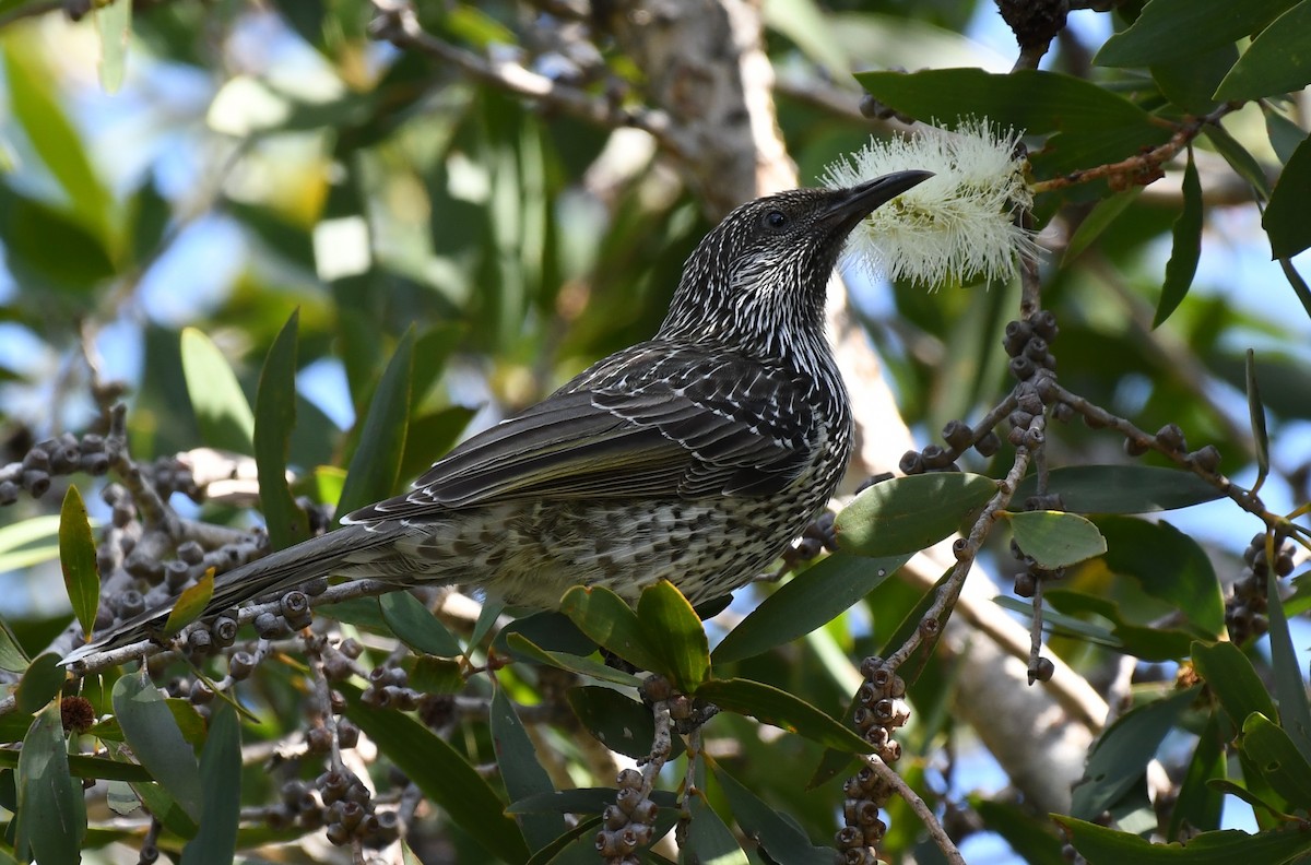 Little Wattlebird - ML48384081