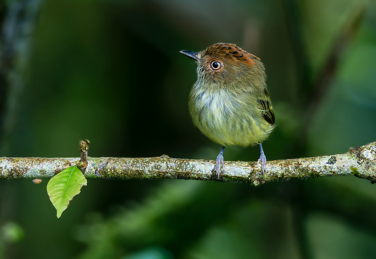 Scale-crested Pygmy-Tyrant - ML483840941