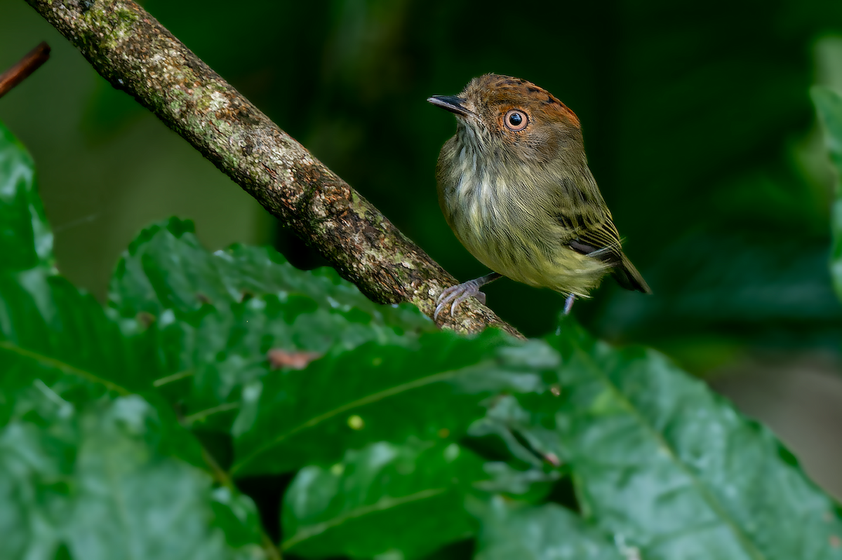 Scale-crested Pygmy-Tyrant - ML483840951