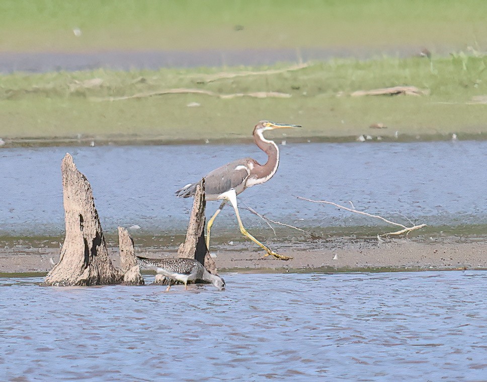 Tricolored Heron - ML483840971