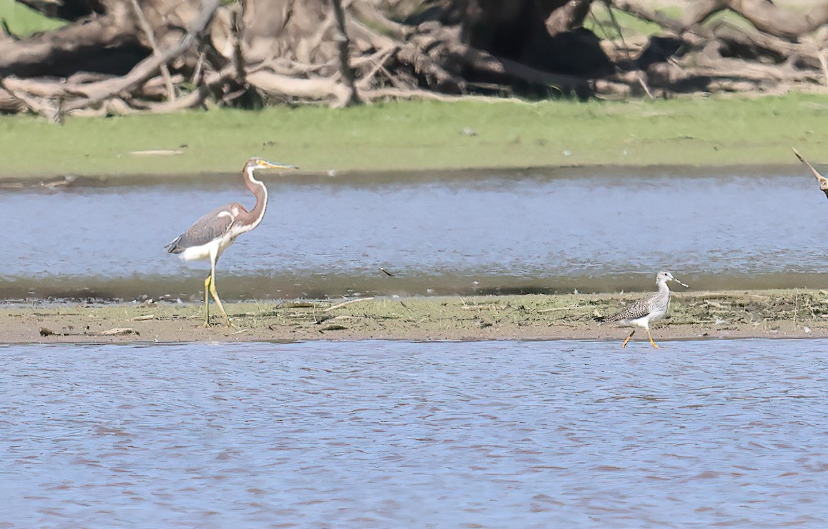 Tricolored Heron - ML483840981