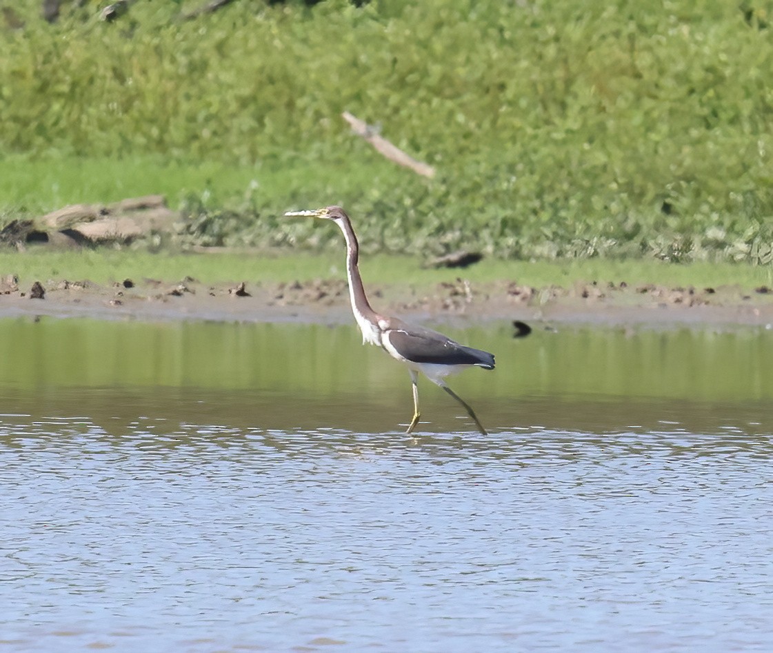 Tricolored Heron - ML483841111