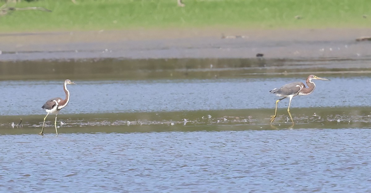 Tricolored Heron - ML483841121