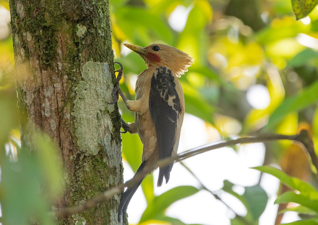 Cream-colored Woodpecker - ML483841231