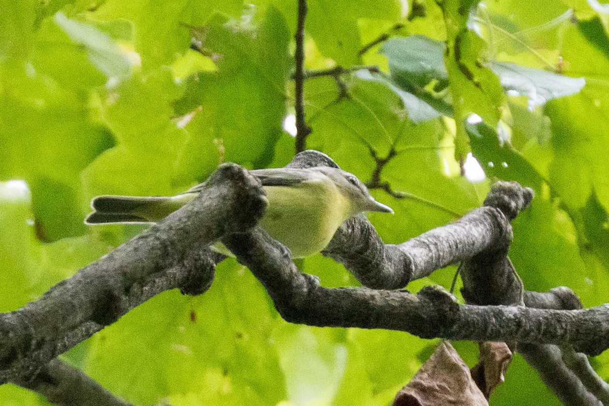 Philadelphia Vireo - ML483841411