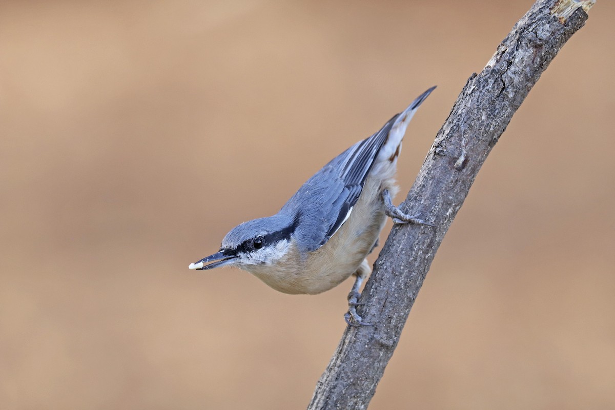 Eurasian Nuthatch - ML483841481