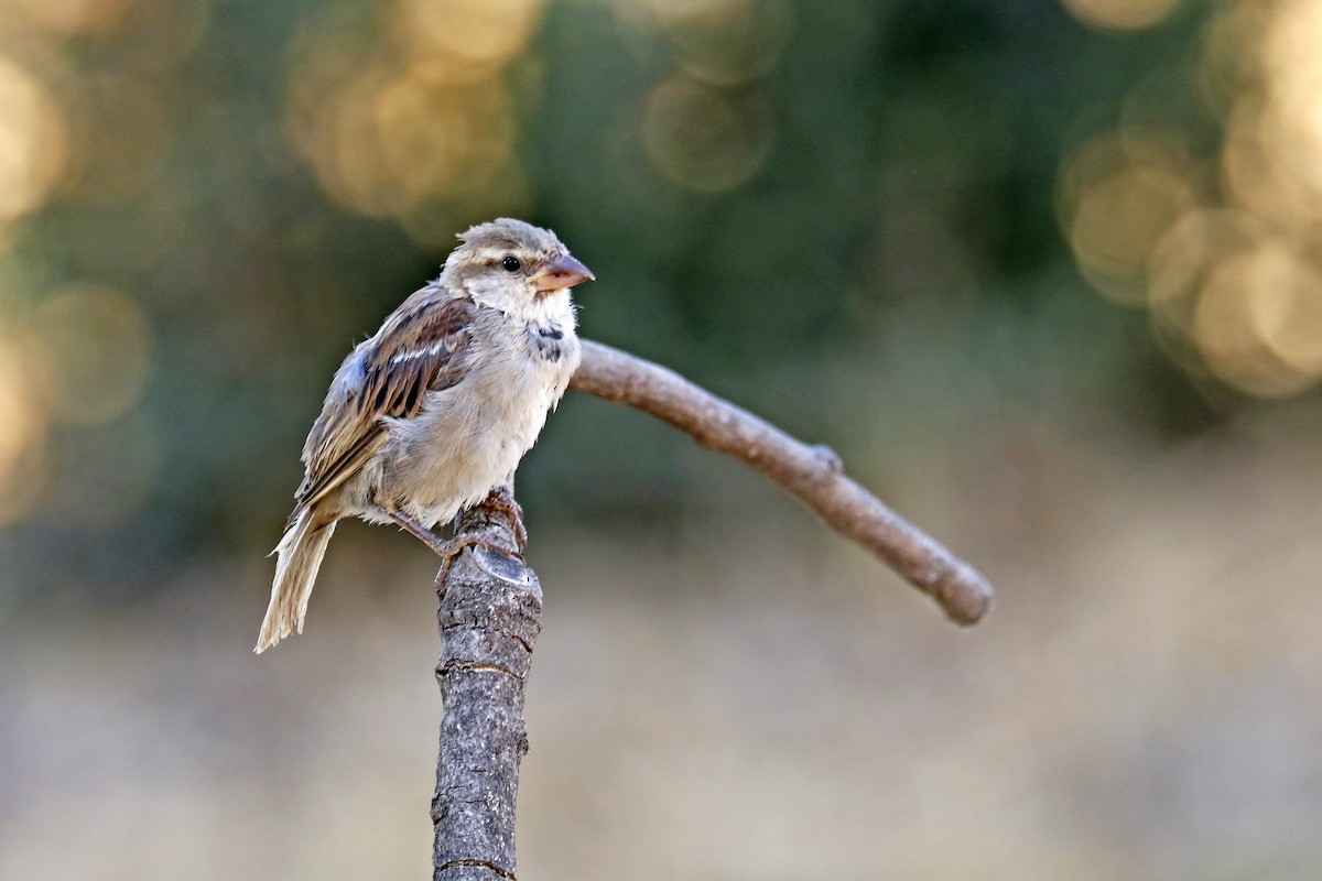 Moineau domestique - ML483841631