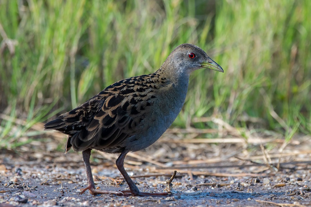 Ash-throated Crake - ML483841971