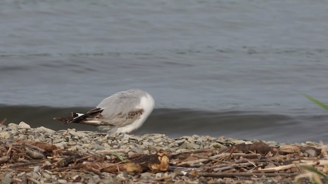 Bonaparte's Gull - ML483842