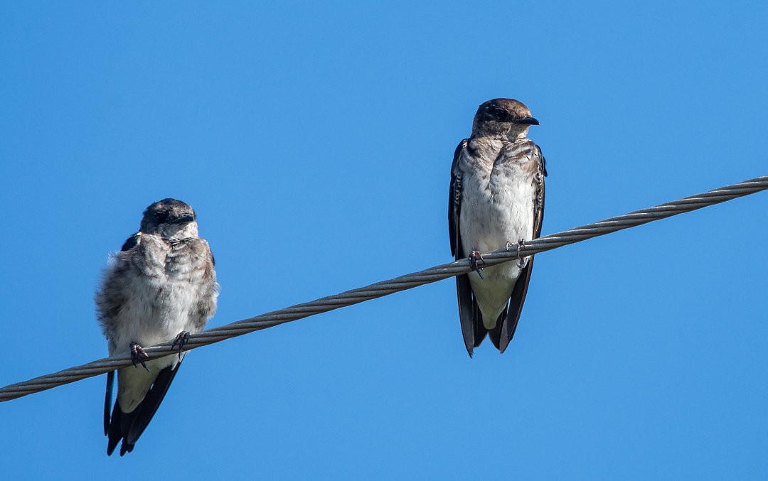 Gray-breasted Martin - ML483842071
