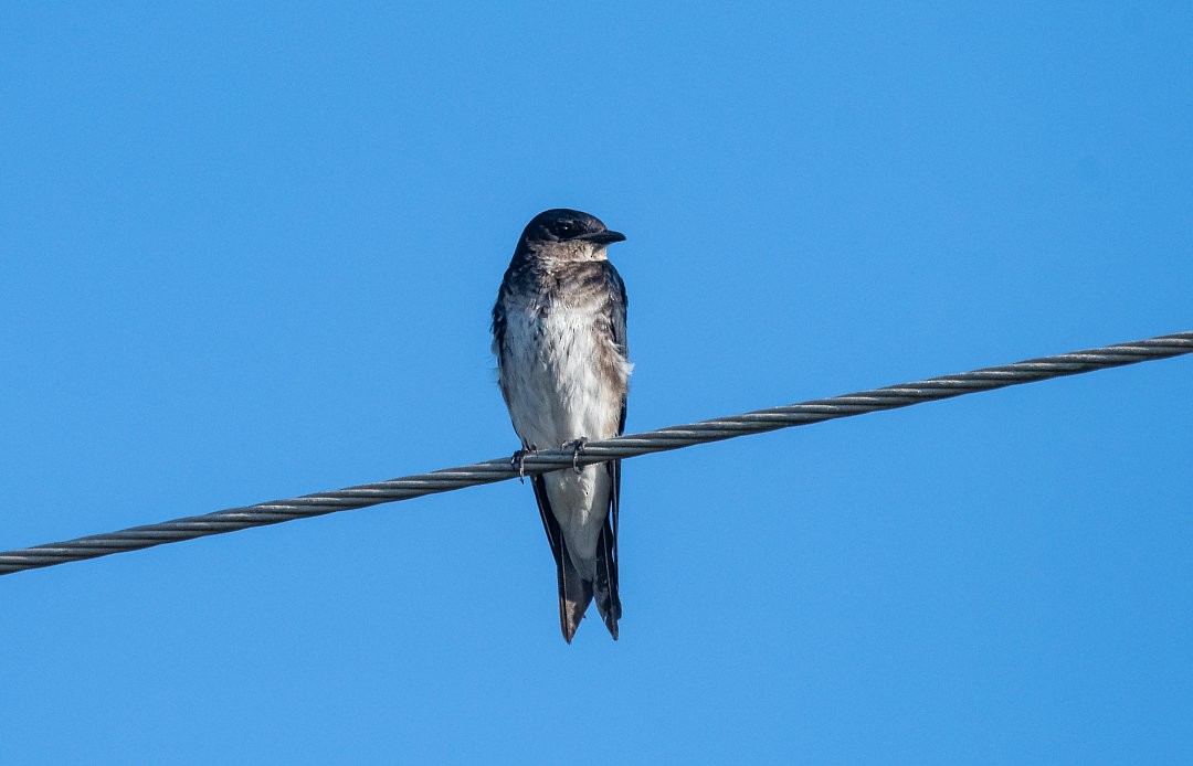 Gray-breasted Martin - ML483842101