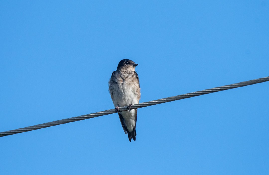 Gray-breasted Martin - ML483842111