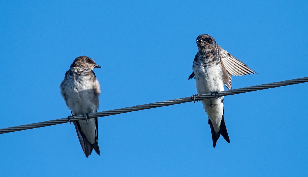 Gray-breasted Martin - ML483842121