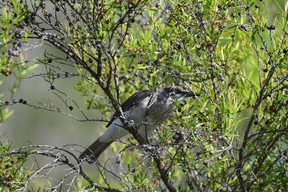 Little Friarbird - ML48384221