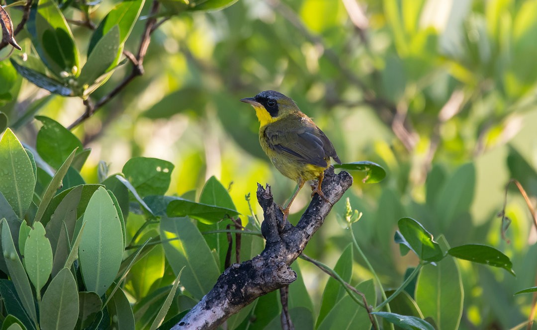 Masked Yellowthroat - ML483842221
