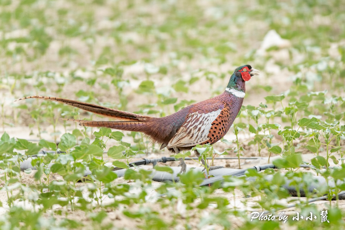 Ring-necked Pheasant - ML483842481