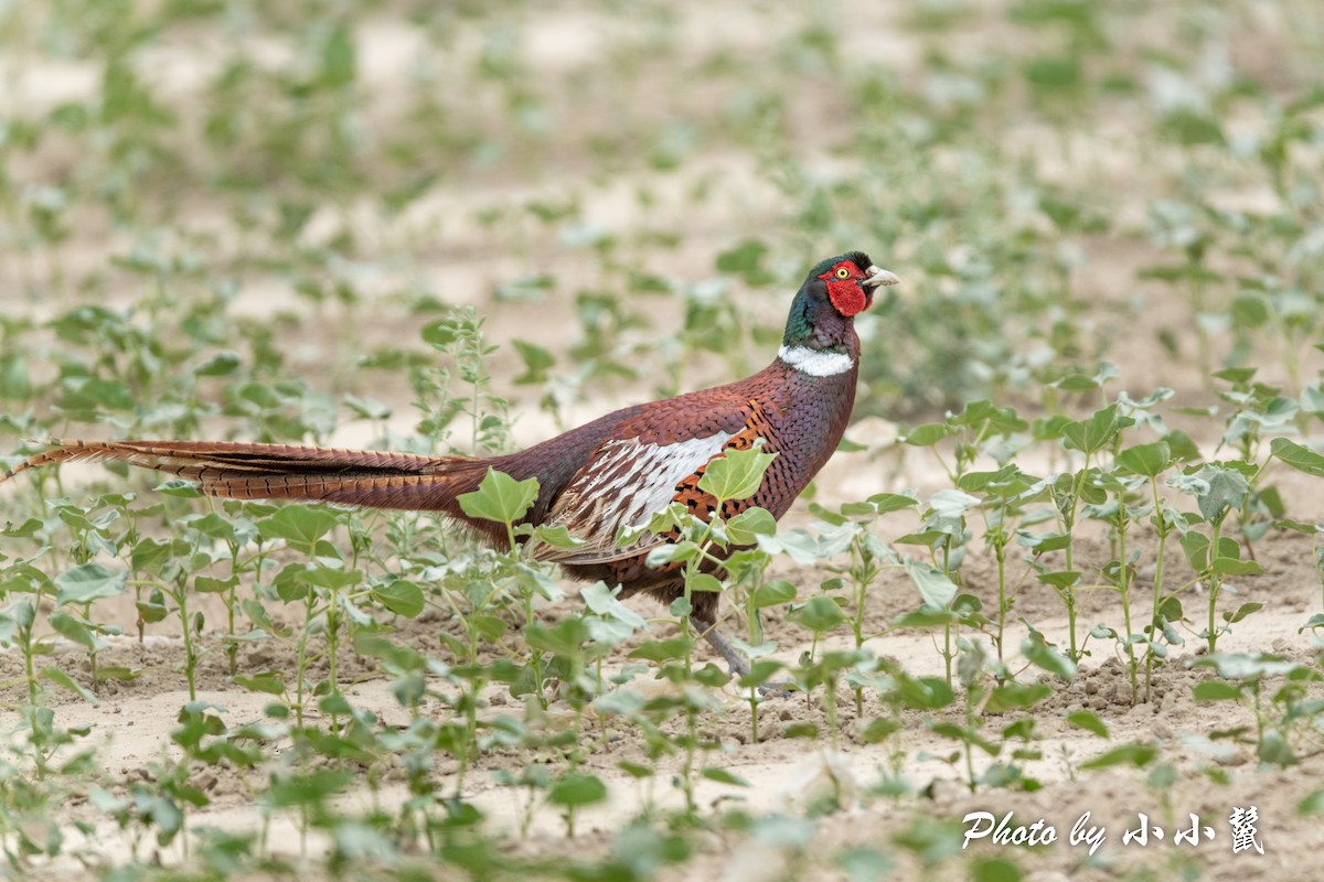 Ring-necked Pheasant - ML483842491