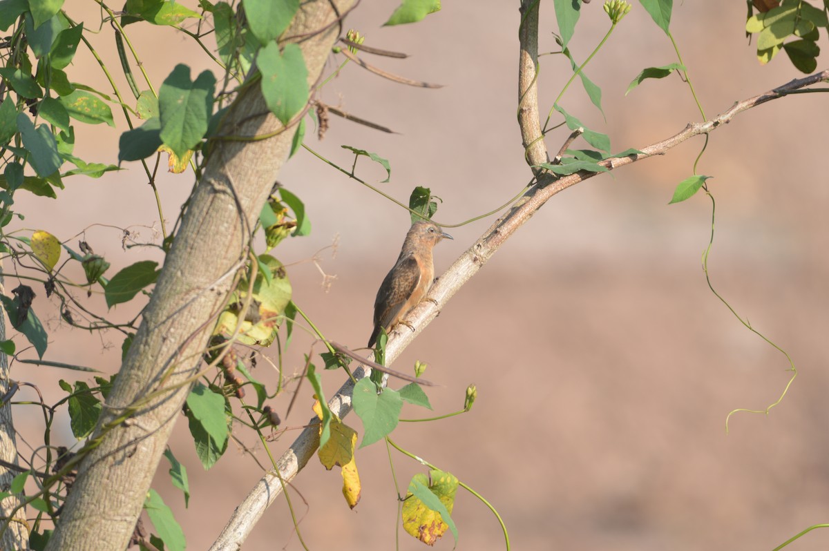 Plaintive Cuckoo - ML483842661