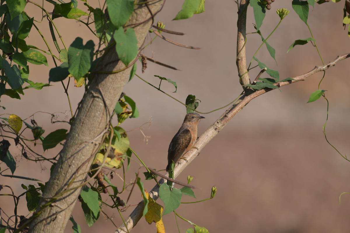 Plaintive Cuckoo - amrit raha