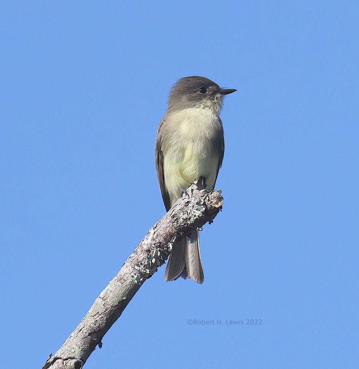Eastern Phoebe - ML483842931