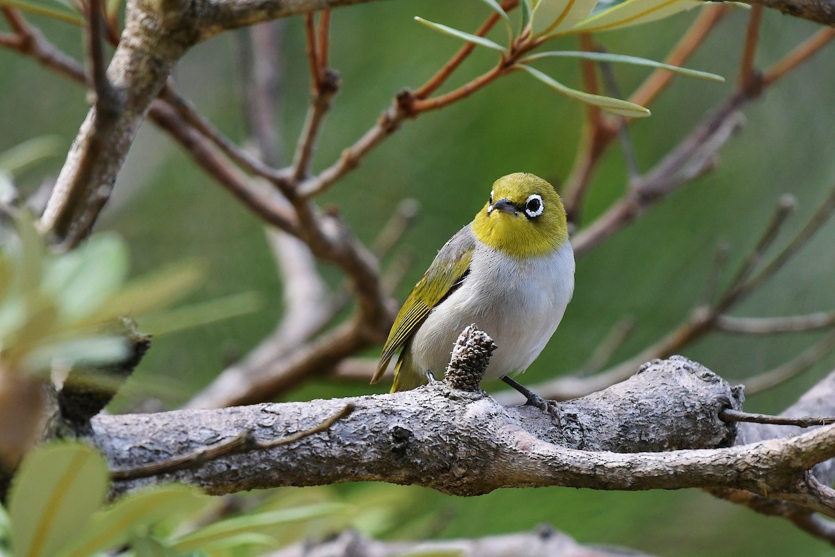 Zostérops à dos gris - ML48384311