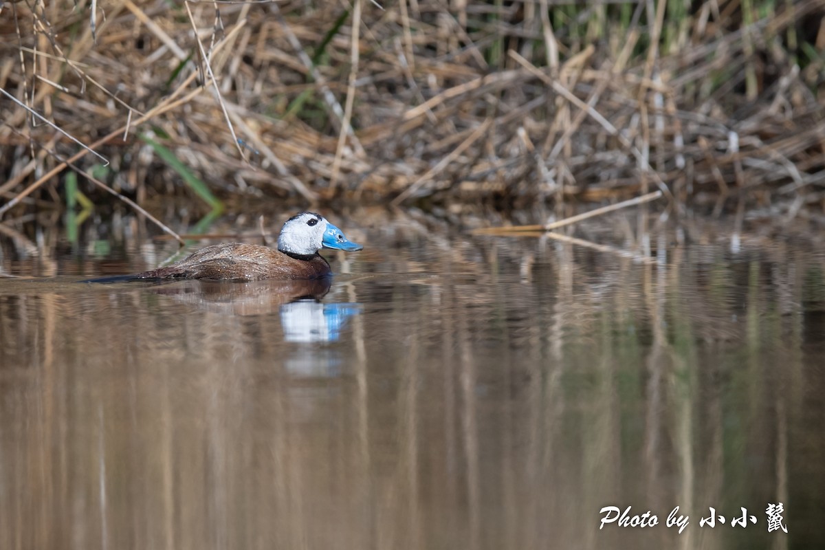 White-headed Duck - ML483843421