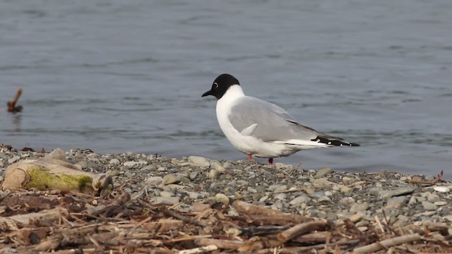 Mouette de Bonaparte - ML483844