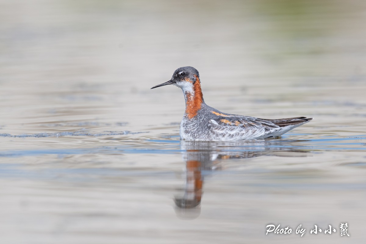 Red-necked Phalarope - ML483844101